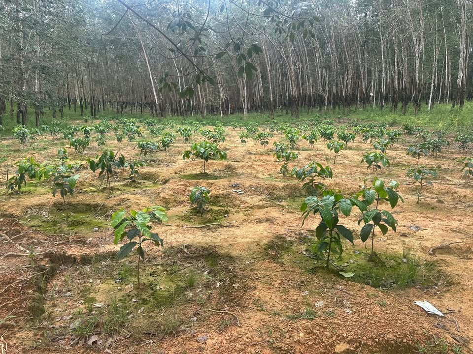 Lô đất Farm tại xã Bờ Y, Ngọc Hồi 2ha1 - Đường ô tô vào tận nơi!