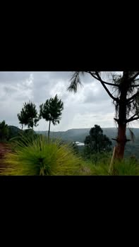 Đất thổ cư 5000m² tại xã Trường Xuân, Đắk Nông giá 600 triệu - Sổ đỏ chính chủ, pháp lý đầy đủ!