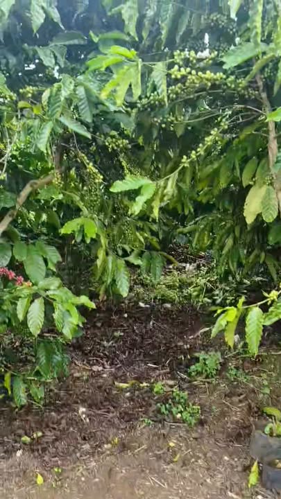 Đất nông nghiệp Tân Hà Lâm Hà 1ha giá 5.3 tỷ - Mặt đường bê tông thuận lợi!