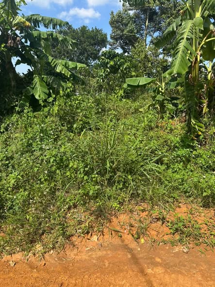 Đất nền 350m² Pơng Drang giá chỉ 500 triệu - Cơ hội đầu tư tuyệt vời!