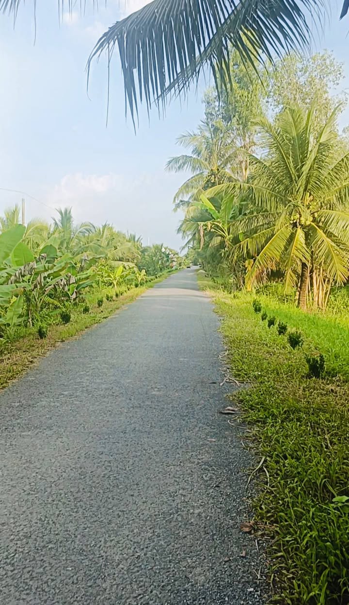 Đất Hiếu Phụng Vĩnh Long 2622m² giá 2.8 tỷ - Mặt tiền đường kênh rộng rãi!