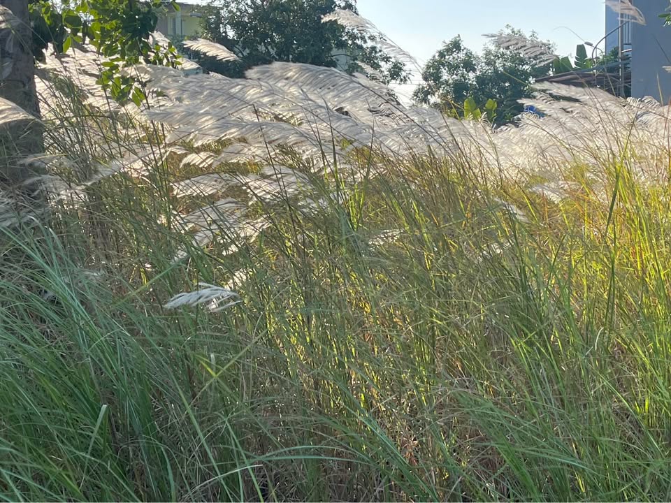 Đất nền Golden Hill Đà Nẵng 125m² giá chỉ 3.x triệu - Cơ hội không thể bỏ lỡ!