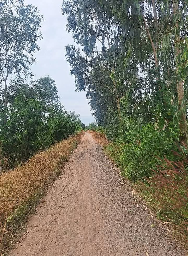 Đất nền 15 công xã Tân Bình, huyện Tân Thạnh, Long An - Giá 6.48 tỷ - Cơ hội đầu tư hấp dẫn!