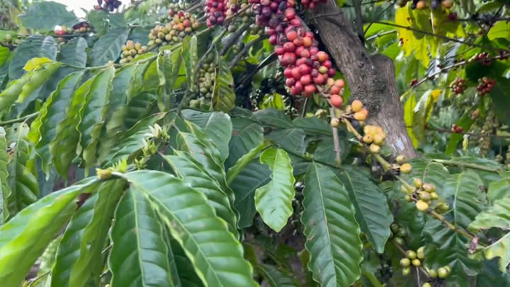 Farm 4 sào cà phê tại xã Đinh Văn Lâm Hà giá 1.75 tỷ - Cơ hội đầu tư tuyệt vời!