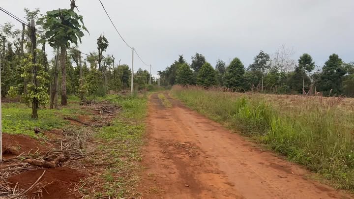 Đất 3ha tại Nâm N'Jang, Đắk Song giá 4.2 tỷ - Đường bê tông dễ dàng tiếp cận!