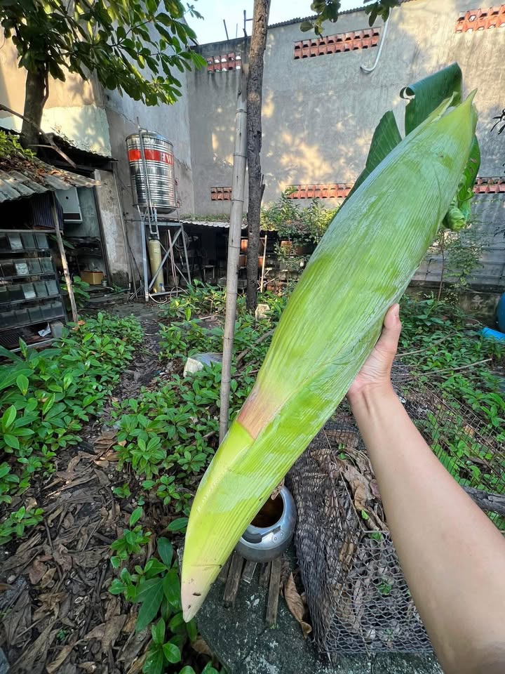 Đất nền mặt tiền đường Nguyễn Thị Hạnh, Tân An 216m² giá 1.9 tỷ - Sổ hồng chính chủ, xây dựng tự do!