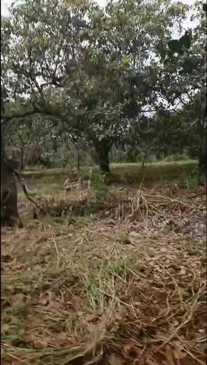 Đất nền xã Đồng Nai, huyện Bù Đăng, 20.000m² giá 1.3 tỷ - Tiềm năng đầu tư lớn!