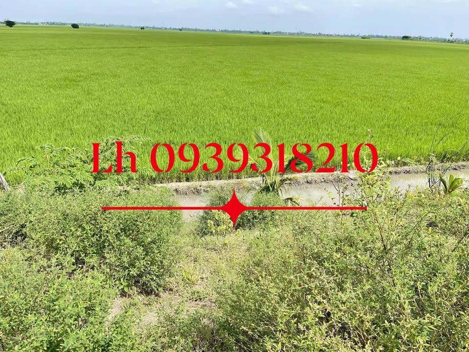 Đất nông nghiệp 60 công tại Vĩnh Bửu, Tân Hưng - Giá chỉ 160 triệu