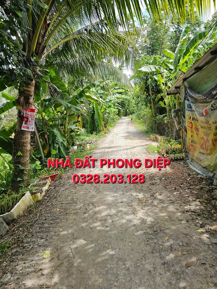 Đất vườn sầu riêng Thái 6705m² tại xã Phú Đức, Long Hồ - Giá chỉ 4.55 tỷ VND!