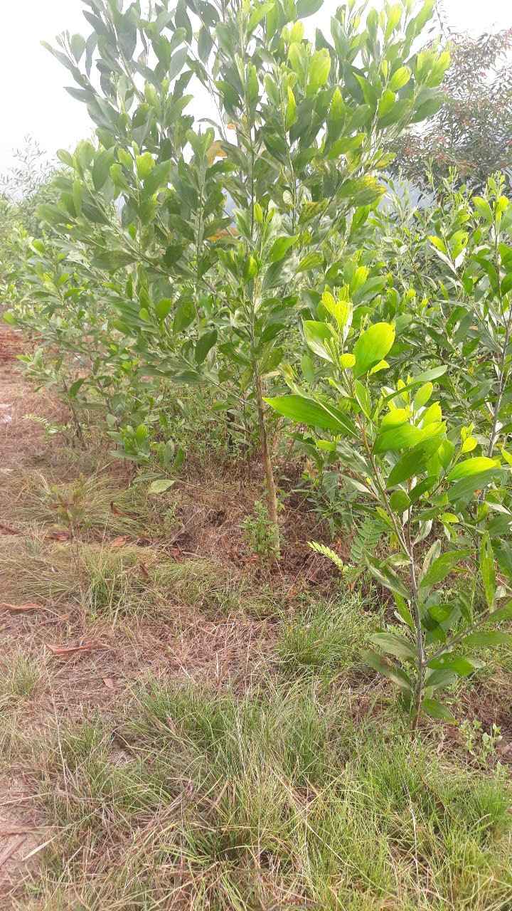 Đất nền Khánh Thành 9000m² giá chỉ 170 triệu - Cơ hội đầu tư tuyệt vời!