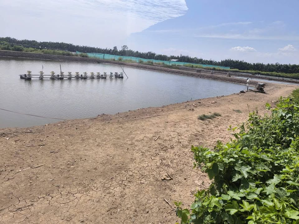 Farm Thạnh Phước, Bình Đại, Bến Tre 10.958m² - Đang nuôi tôm, giá 1.25 tỷ