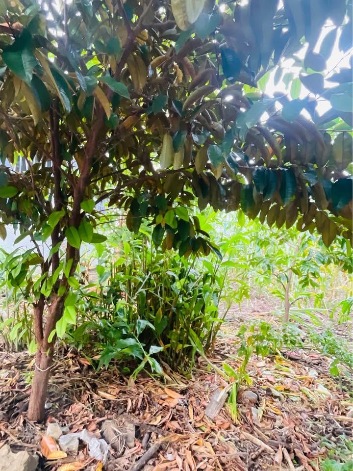 Đất nền đẹp tại phường Bắc Nha Trang 311m² giá chỉ 1.8 tỷ - Cơ hội đầu tư tuyệt vời!