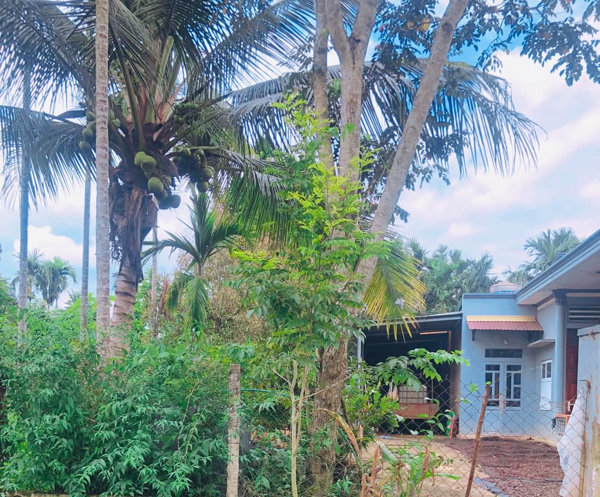 Đất nền Tân Hòa, xã Ea Ktur, huyện Cư Kuin, Đắk Lắk - Diện tích 336m² chỉ từ 216 triệu