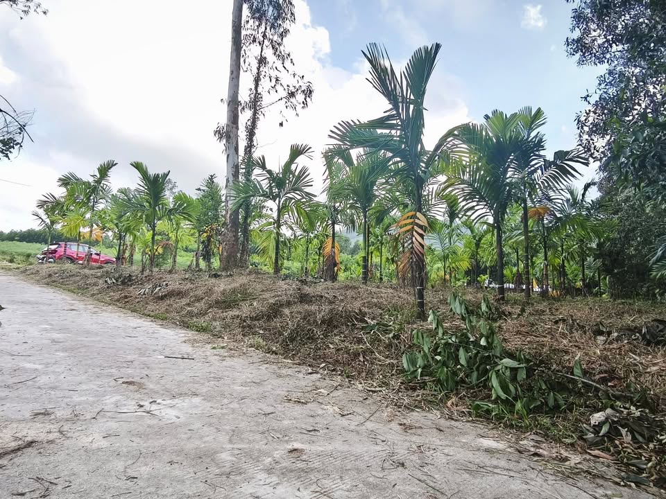 Đất nền Nghĩa Thắng 2200m² giá chỉ 800 triệu - Tiềm năng đầu tư lớn!