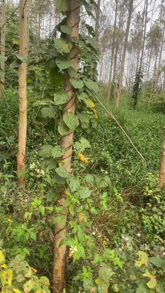 Đất vườn 2300m² tại Đồng Lạc, Yên Thế - Giá chỉ 1 tỷ VND, Đường bê tông tận đất!