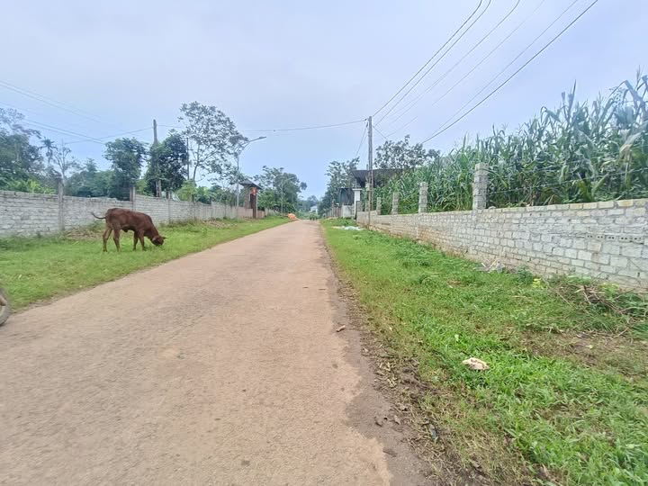 Đất góc 2 mặt tiền Nghĩa Mỹ, Thái Hòa 675m² - Đầu tư sinh lời ngay!