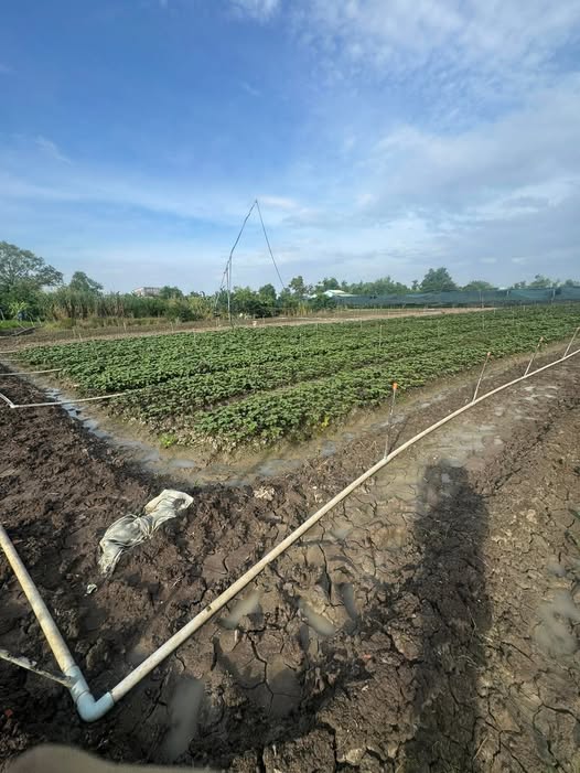 Đất thổ cư 1880m² xã Phước Hậu - Giá chỉ 4.7 tỷ, cơ hội đầu tư tuyệt vời!