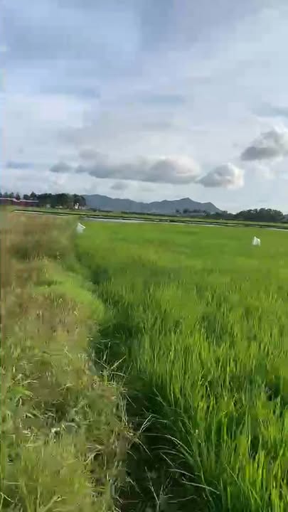 Đất nền tại xã Tam An, Long Đất - 1.6ha giá chỉ 1.44 tỷ - Đầu tư sinh lời ngay!