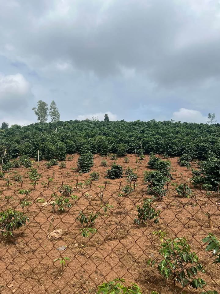 Đất cà phê 12000m² Chiềng Ngần - Tiềm năng sinh lời cao!