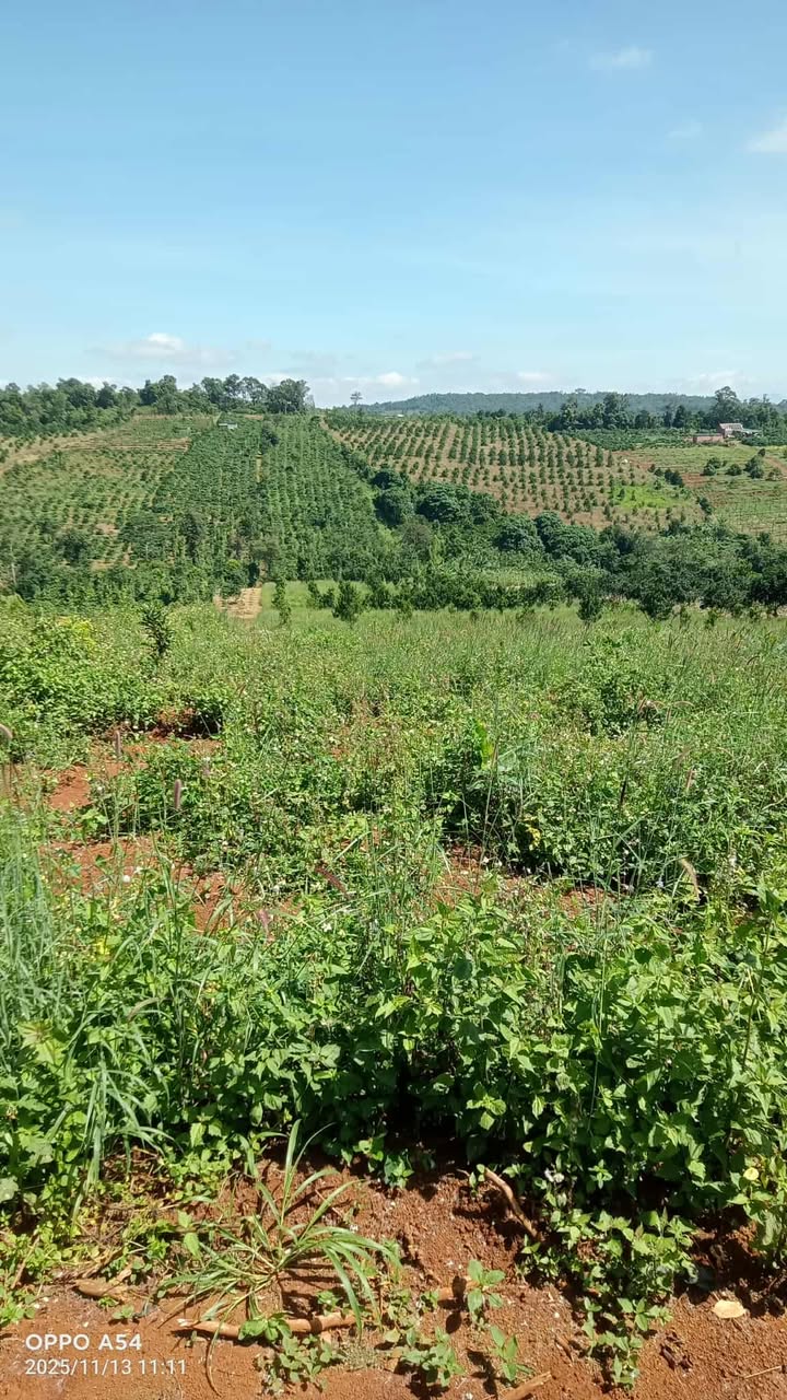 Đất nền 1ha4 tại Quảng Tâm, Tuy Đức - Giá chỉ 1.5 tỷ - Đầu tư sinh lời!