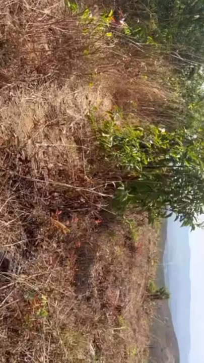 Đất rẫy 1ha5 Tân Cảnh Đăk Tô - Giá thỏa thuận hấp dẫn!