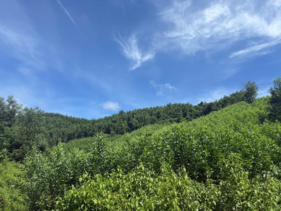 Bán đất farm tại Khánh Nam 1.6ha giá chỉ 550 triệu - Sổ đỏ chính chủ!