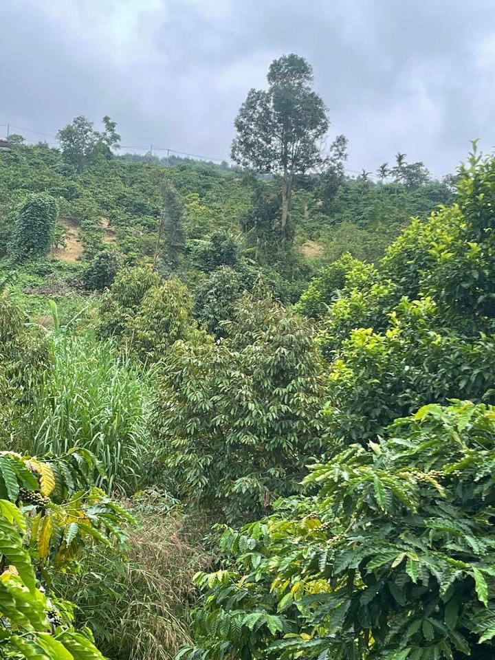 Bán gấp 3 sào farm sầu riêng và cà phê tại Đắk Lắk - Giá chỉ 450 triệu