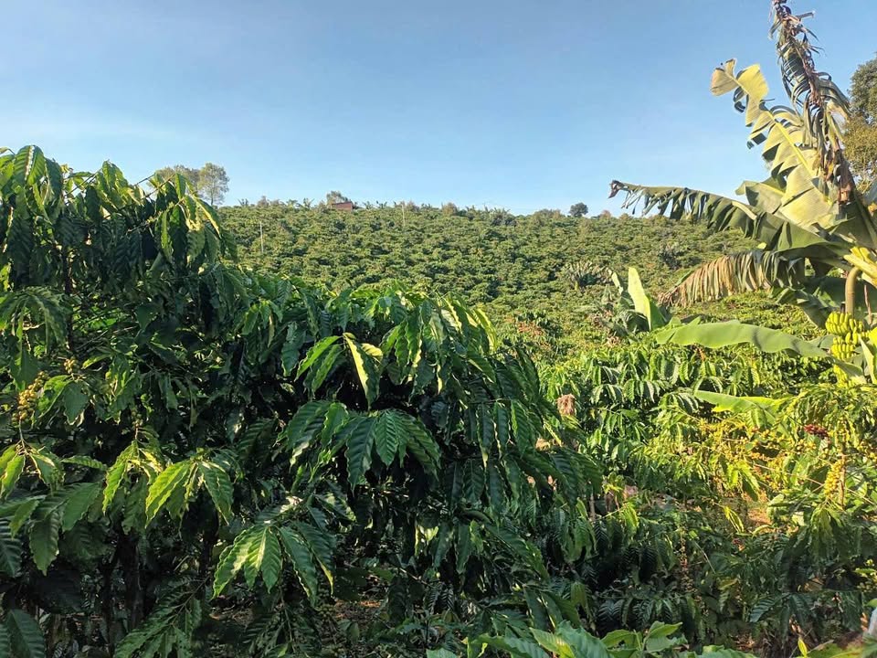 Đất nền Lộc An, Bảo Lâm 13.320m² giá 1,87 tỷ - Cơ hội đầu tư sinh lợi cao!