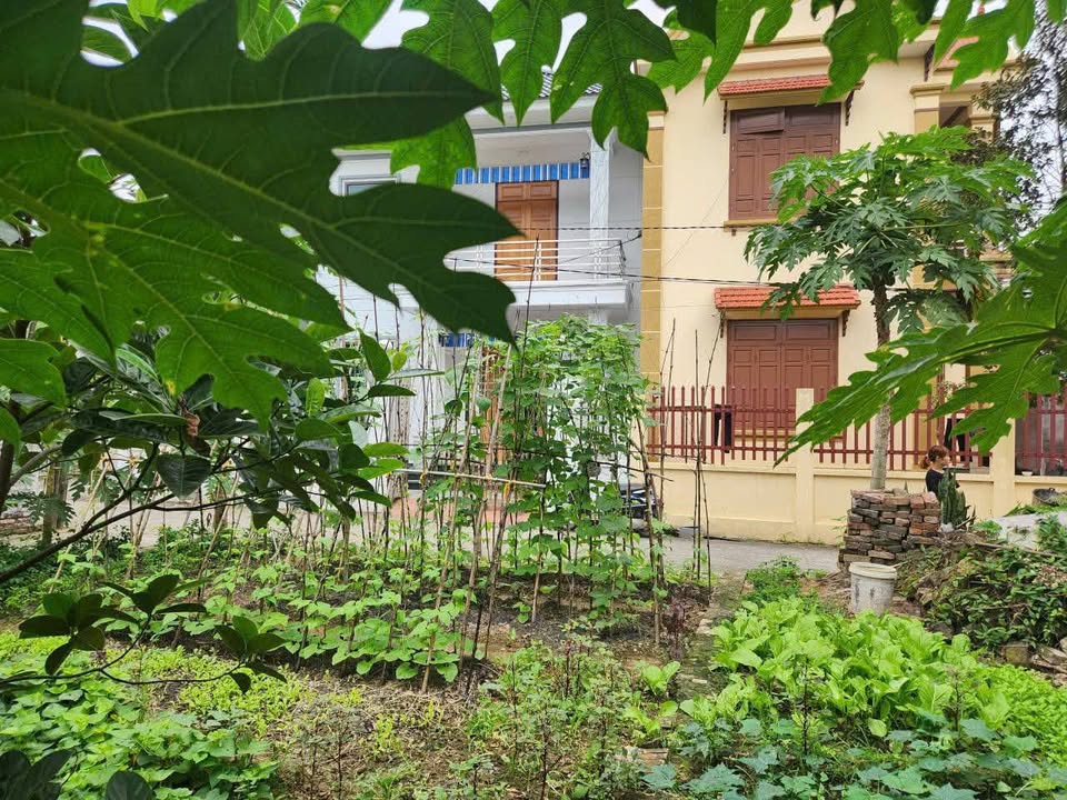 Đất lô góc 115m² tại An Điềm A, Định Sơn - Giá chỉ 1.5 tỷ, cơ hội đầu tư hiếm có!