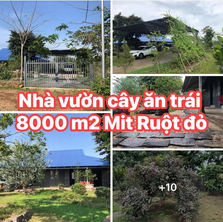 Nhà vườn 8000m² Hưng Thịnh, Trảng Bom giá 7 tỷ - Đầu tư sinh lời tuyệt vời!