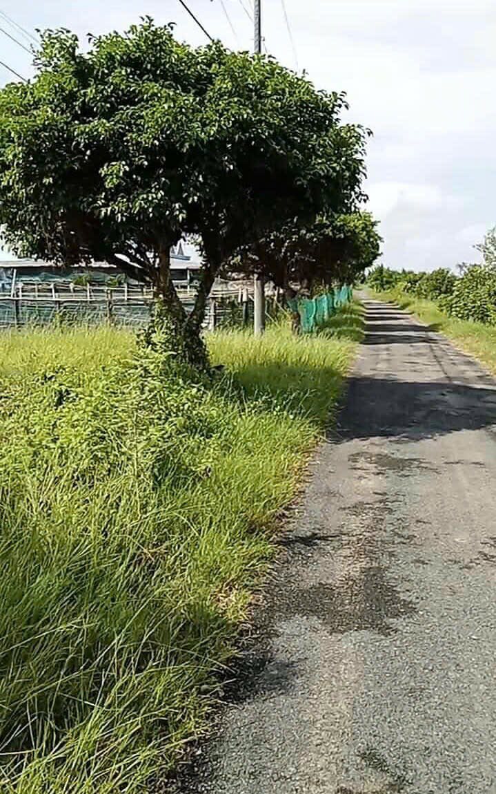 Đất cây lâu năm 12.000m² tại Duyên Hải, Trà Vinh - Giá 1.8 tỷ, thương lượng tốt!