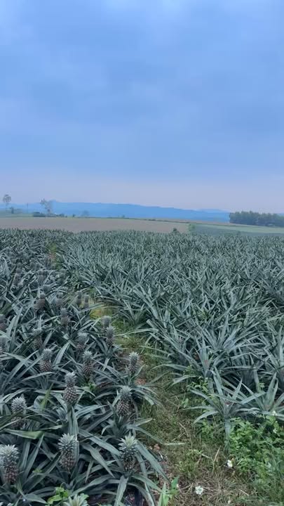 Đất nông nghiệp 9 hecta tại xã Tân Thắng, Quỳnh Lưu - Cơ hội đầu tư hấp dẫn!