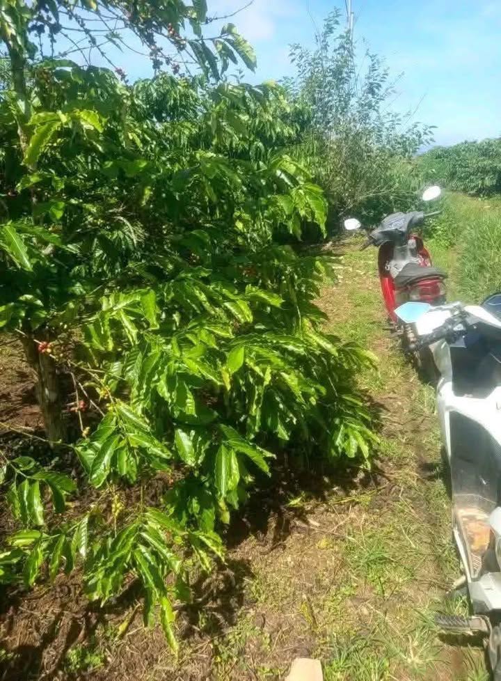 Đất nông nghiệp Tân Hội 2000m² giá 1.5 tỷ - Phù hợp đầu tư cà phê!