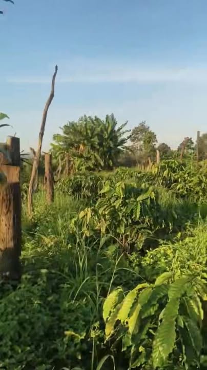 Đất nông nghiệp xã Ea Kha 1.5ha giá chỉ 650 triệu - Cơ hội đầu tư tuyệt vời!