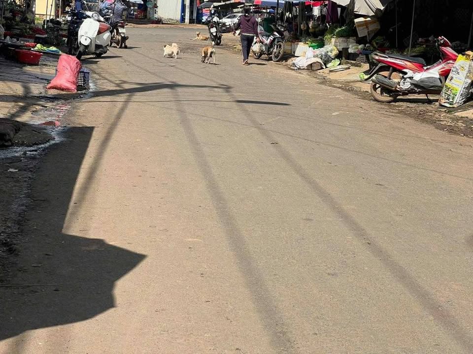 Đất nền kinh doanh đường Đinh Tiên Hoàng Gia Nghĩa 185.5m² giá 3.6 tỷ - Đầu tư sinh lời ngay!