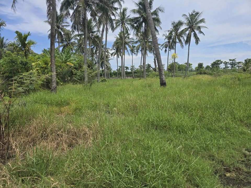 Bán quỹ đất lớn 2.238,5m² thổ cư tại Hội An - Cơ hội đầu tư hấp dẫn!