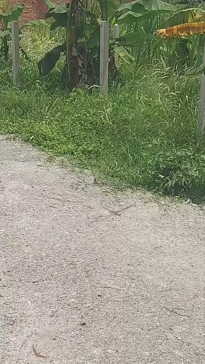 Đất nền Suối Đá, Dương Minh Châu, 130m² chỉ 300 triệu - Cơ hội đầu tư tuyệt vời!