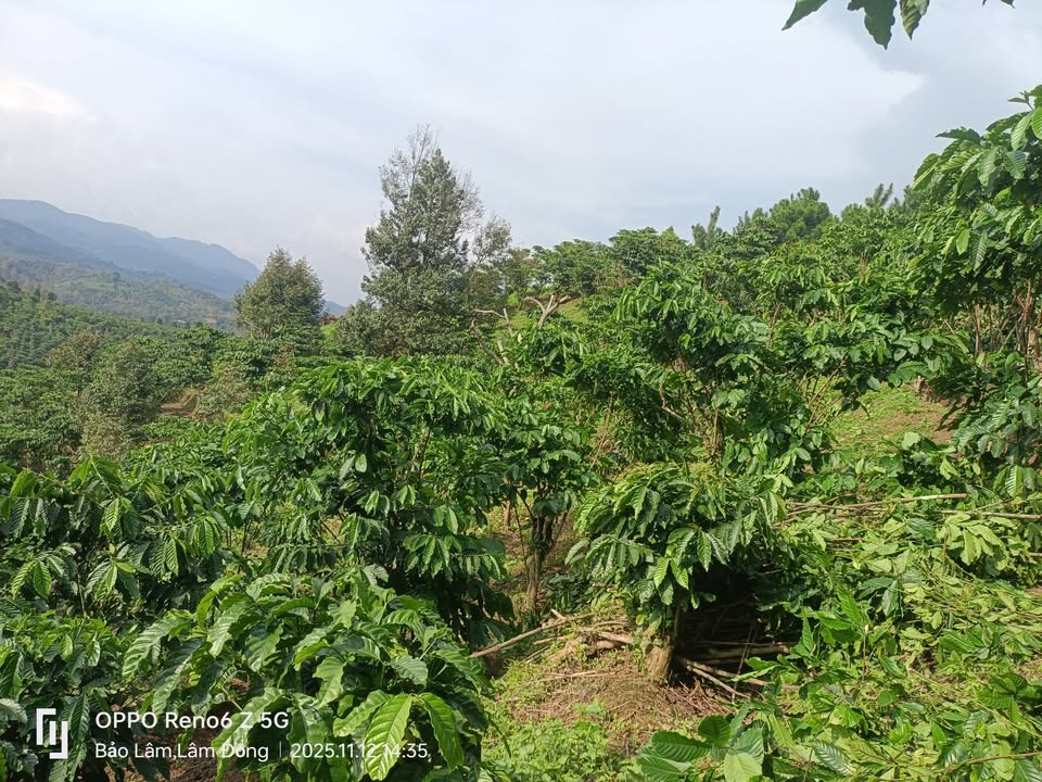 Đất Lộc Nam Bảo Lâm 3600m² giá 936 triệu - Thế đất đẹp dễ làm!