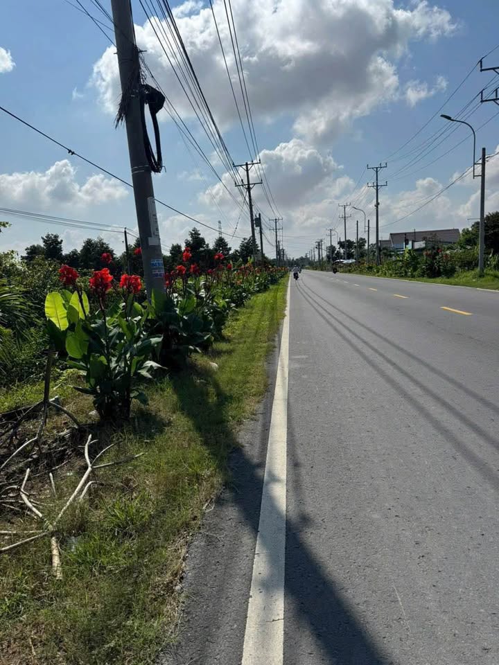 Farm đất cây lâu năm tại đường tỉnh 902, xã Mỹ An, 3000m² - Đầu tư sinh lời hấp dẫn!