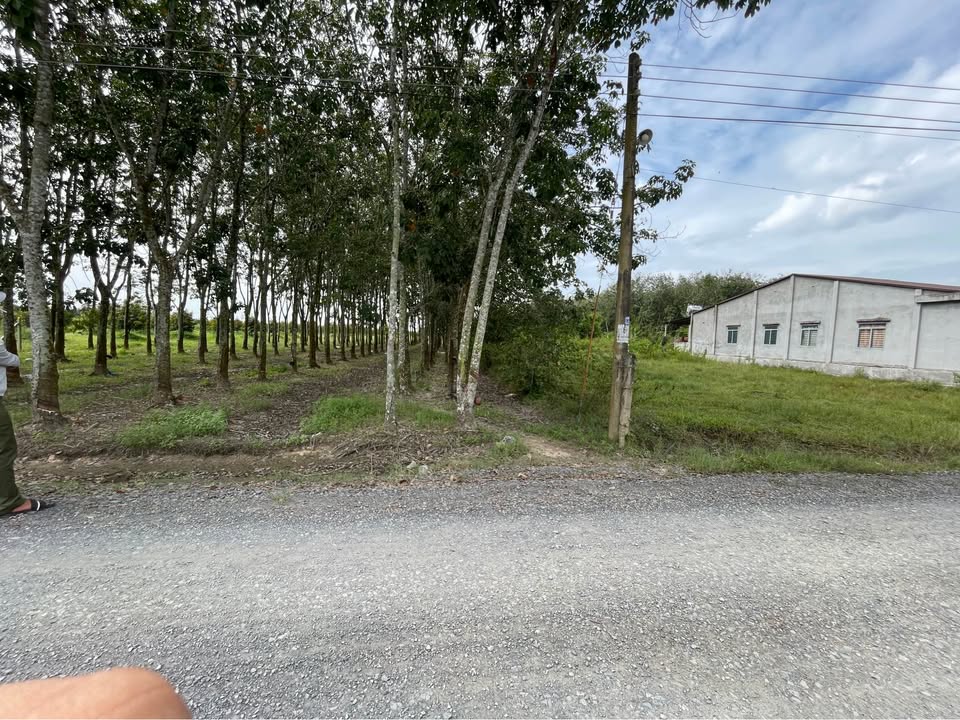 Đất nền Bàu Đồn Gò Dầu 250m² giá 600 triệu - Cơ hội đầu tư hấp dẫn!