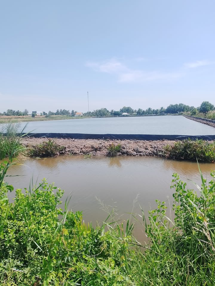 Đất vuông tôm lúa 306.000m² tại Đông Hưng B, An Minh - Giá chỉ 9.775 tỷ!