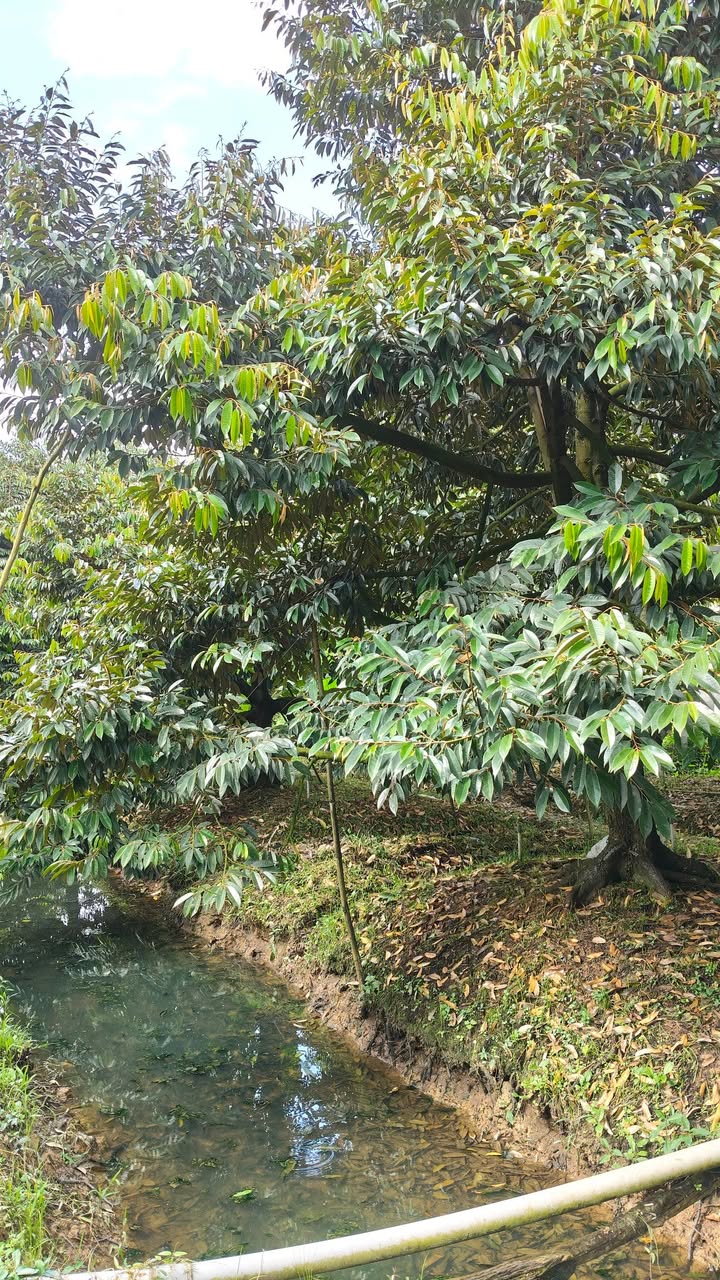 Đất vườn Sầu riêng R6 2500m² giá 2 tỷ - Cơ hội đầu tư hấp dẫn!