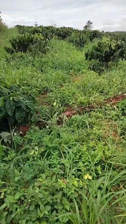 Đất nền Trường Xuân Đắk Song 27,000m² giá 1.8 tỷ - Cơ hội đầu tư tuyệt vời!