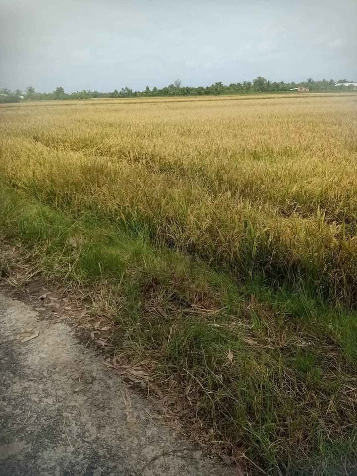 Đất Lộc Hòa 5.107,8m² giá 2.8 tỷ - Cơ hội đầu tư hiếm có!