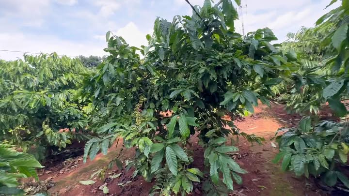 Đất nền đẹp tại Ia Blang, Chư Sê 1530m² giá 700 triệu - Tiềm năng phát triển mạnh!