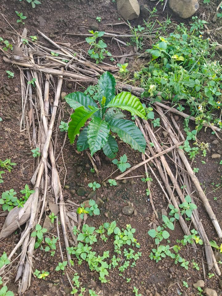 Đất Farm 6 sào cà phê Ea H'đinh - Giá chỉ 220 triệu/sào, đầu tư sinh lời!