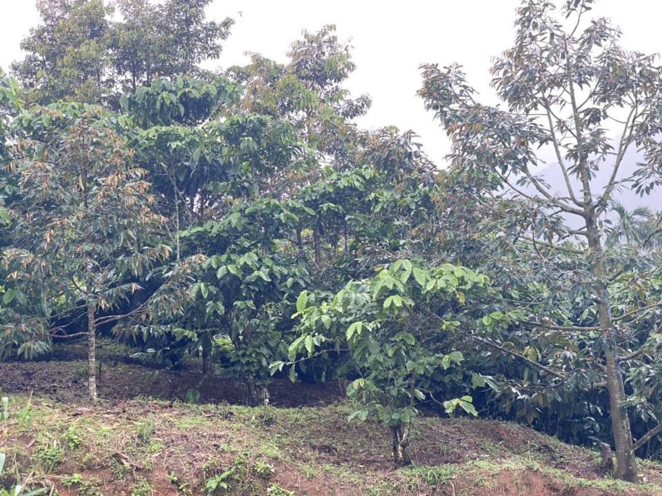 Đất thổ cư 3200m² tại Thôn 10, Lộc Nam giá chỉ 1.18 tỷ - Cơ hội đầu tư tốt!