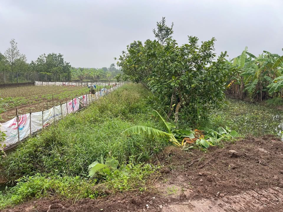 Đất nền 216m² Sài Sơn, Quốc Oai - Cơ hội đầu tư sinh lời cao!