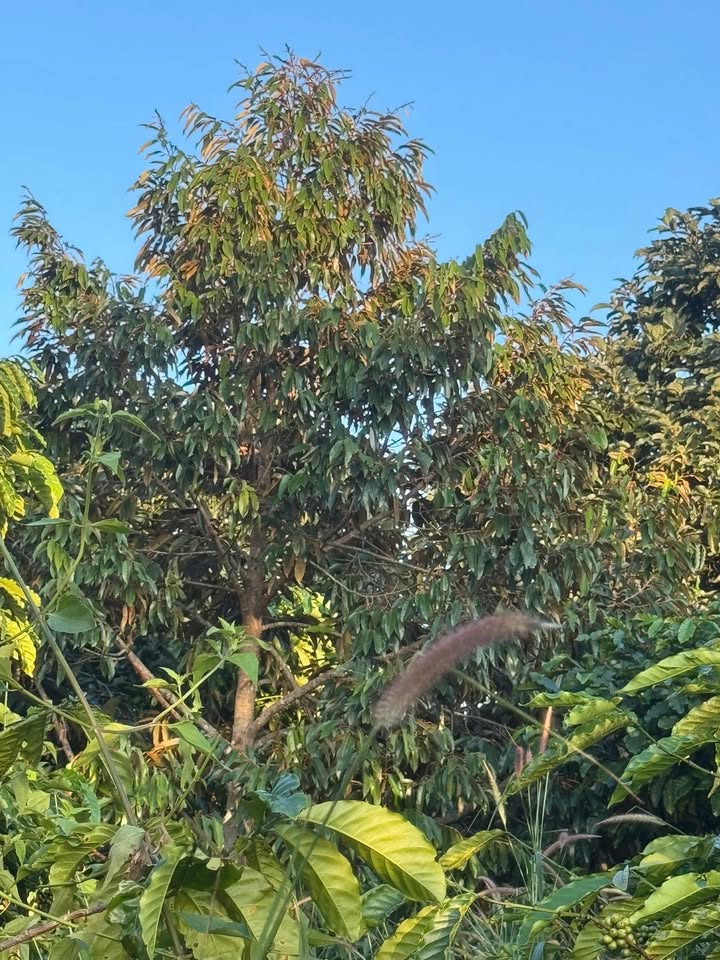 Đất thổ cư Cư Pơng Krông Búk 3600m² giá chỉ 300 triệu - Đầu tư sinh lời ngay!