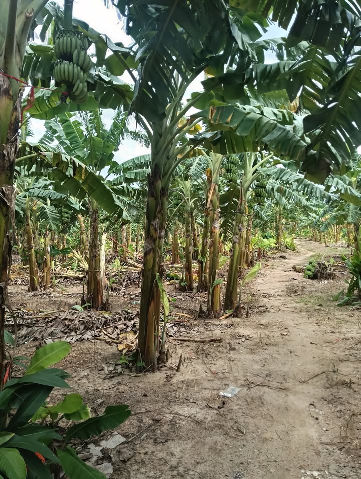 Đất nền Xuân Phú, Ea Kar, Đắk Lắk 960m² - Giá hấp dẫn, thích hợp đầu tư!